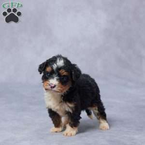 June, Mini Bernedoodle Puppy